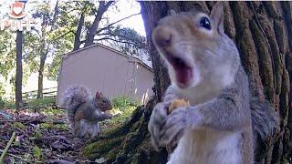 Squirrel burp sound #shorts