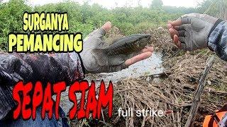 MANCING IKAN SEPAT SIAMFULL STRIKE SPOT POTENSIAL  STRIKE SEPAT SIAM ANGLER RACING