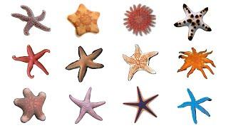 ⭐ 12 Starfish Species  Types Of Sea Stars #Starfish #seastars