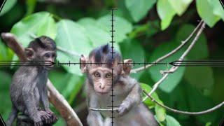 ️ BABY MONKEY FALL DOWN  Berburu hama monyet dekat rumah warga #babymonkey