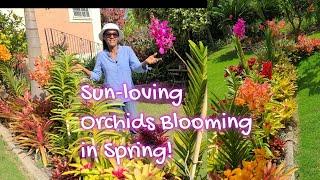 Sun Loving Orchids - An Explosion of Blooms in Spring