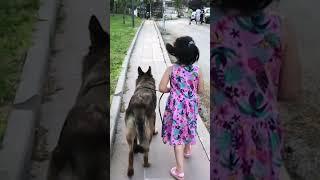 En İyi Eğitilecek Köpek Hangi Irk? Nasıl Köpek Seçeceğim? Köpeğimi Nasıl Eğiteceğim. #shorts #short