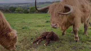 FIRST MOMENTS -  NEWBORN Highland calf - first wobbles  first steps. Dale farm PEAK DISTRICT