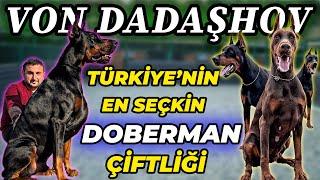 40TAN FAZLA ÜLKEYE DOBERMAN VERDİM - Von Dadaşhov Doberman Kennel  Elgün Dadaşhov