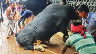 Giant Austral Cross Bull & Nepali Gir Bull Qurbani in Puran Dhaka • Eid UL Adha 2023 • Cow Lovers