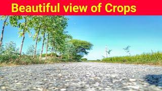 Beautiful view of Crops in Punjab Pakistan  Punjab Pakistan