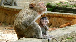 Old Mom And Strictly Mom Mirra Never Let Her Baby Monkey Misty to Be Freely to Walk