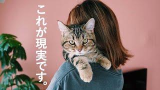 猫を飼ったら人生変わった・・。｜短足マンチカンのウムさんと過ごす1日