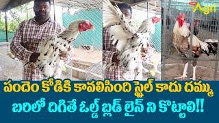 Pandem Kollu Farm  పందెం కోడికి కావలిసింది స్టైల్ కాదు దమ్ము.. బరిలో దిగితే.. Tone Agri