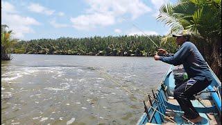 When the shrimp pond is being harvested thats where the fish gather.