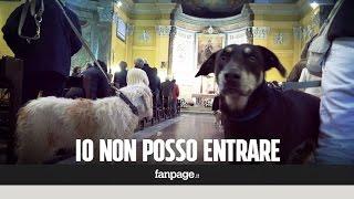 Blitz degli animalisti a messa Il parroco caccia via i fedeli con i cani. E scoppia il caos