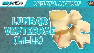 Lumbar Vertebrae L1-L5 Anatomy