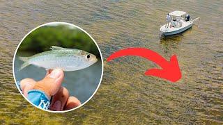 Fishing Live Bait in Clear Shallow Water For BIG Fish