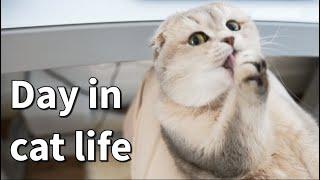 A day in cat life  Whats it like to have a scottishfold cat  cuddly cat  What cat does all day