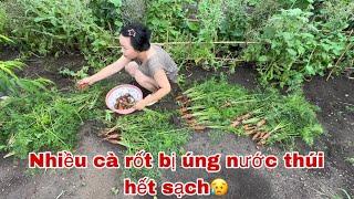 #452Lũ Lụt Ở Đông Bắc Trung QuốcVườn nhà ảnh hưởng Nhiều Cà rốt Bị úng Nước Thúi hết sạch