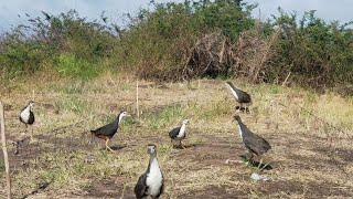 jerat ruak-ruak di tempat yang sangat okbird trap