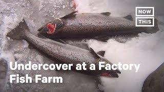 Undercover Footage Reveals Cruel Factory Fish Farm  NowThis