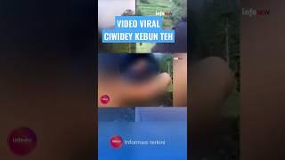 VIDEO VIRAL CIWIDEY KEBUN TEH #short