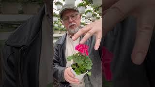 Why grow geraniums? ‍️ I ask an expert ‍