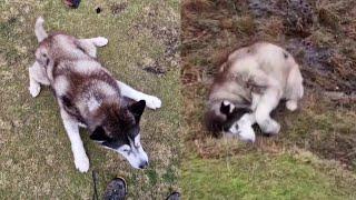 Old Husky Has A Fall While Out Walking