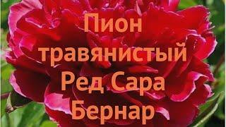 Пион травянистый Ред Сара Бернар paeonia  обзор как сажать луковицы пиона Ред Сара Бернар