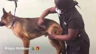 How to trim a German Shepherd