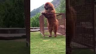 Tibetan Mastiff Giant Dog  freak