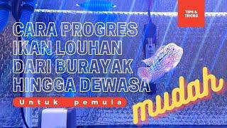 TIPS & TRICKS  CARA PROGRES IKAN LOUHAN DARI BURAYAK HINGGA DEWASA UNTUK PEMULA - MUDAH