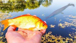 Memberi Makan Ikan Mas ke Monster Kolam