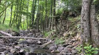 The murmur of water in the steep creek.. Forest and bird sounds Relaxing nature music meditation