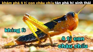 4 tỷ con Châu Chấu Khủng Lồ tàn phá hệ sinh thái và các loài sinh vật kì dị  review giải trí