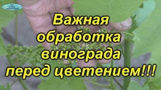 ЧЕМ обработать виноград перед цветением? Обязательная листовая обработка винограда.