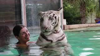 SWIMMING with my 200lb TIGER buddy