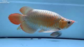 King Short body Super Red Arowana fish - Size 30cm - Very nice