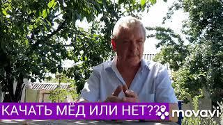 Качаем мёд или нет?