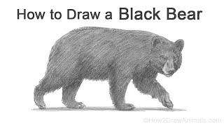 How to Draw a Bear American Black Bear