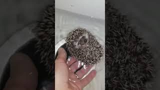 Hedgie Boo the Hedgehogs First Bath  #hedgehog #hedgehoglife #cuteanimals