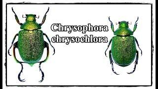 Chrysophora chrysochlora - Präparation  Mounting
