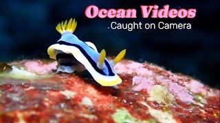 Captivating Ocean Videos Caught on Camera  ViralBear