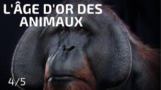 Le Fruit de lExpérience l’Âge d’Or des Animaux 45- Documentaire Animalier