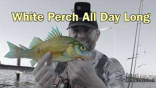 How to Find and Catch White Perch All Day Long.