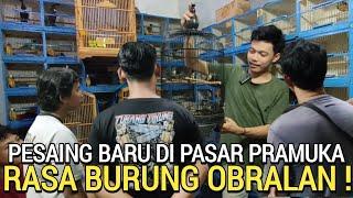 EDAN  BURUNG KAYAK GINI DI JUAL MURAH BENER KIOS BARU MERINTIS PASAR BURUNG PRAMUKA