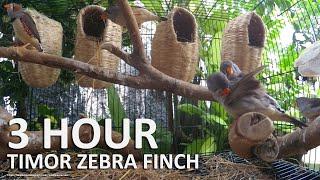 Timor Zebra Finch Song - 3 Hours Finch Sounds