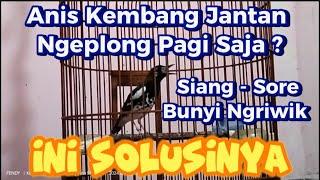 Solusi Tepat Anis Kembang Hanya Bunyi Ngeplong  Di Pagi Hari Tanpa Dilanjut Ngerol.