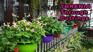 Grow TORENIA through cuttingA day with me on a rainy dayMost beautiful flowering plant of summer