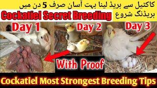 Cockatiel Top 5 Breeding Tips 2022 l Cockatiel Life time Breeding Formula Cockatiel Breeding 3 Days