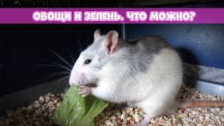 КАКИЕ ОВОЩИ И ЗЕЛЕНЬ МОЖНО КРЫСАМ  Опасные продукты