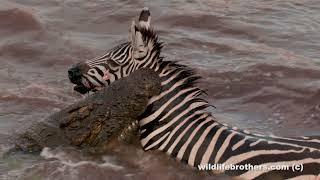 Exceptional Zebra killed & eaten by crocodiles hippo joining the feast. warning explicit footage