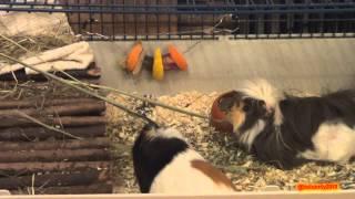 Our 3 hungry guinea pigs