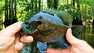 Summertime Bluegill fishing - Catching pretty Bream